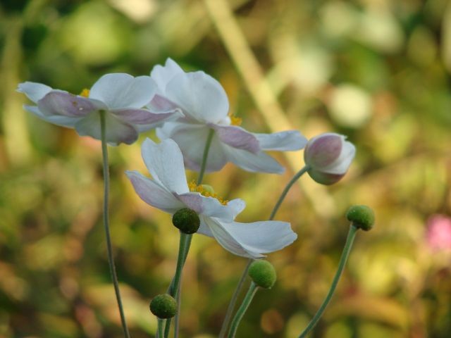 japanske anemone bijele